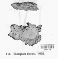 Stereum hirsutum image